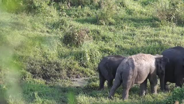 A Family OF Elephant Roaming At A Grassland🔥