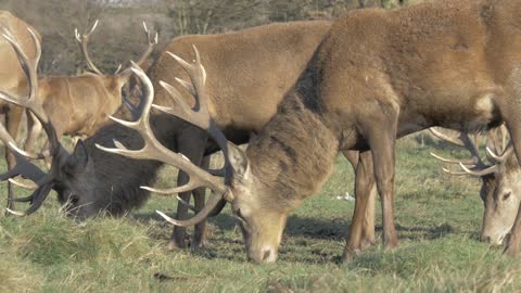 Deer on grass field