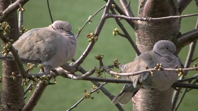 Birds nature pigeons wildlife feathers