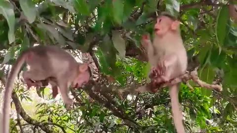 Monkeys playing in Tree