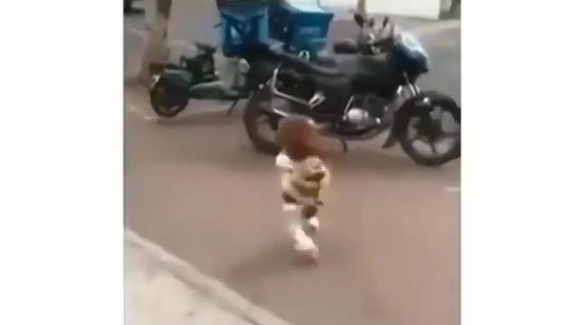 Hilarious Dog running and dancing in the street