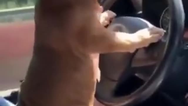 Funny dog video Funny dogs
