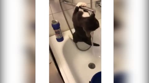 very funny video with a cat