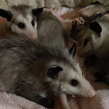 Opossum Babies