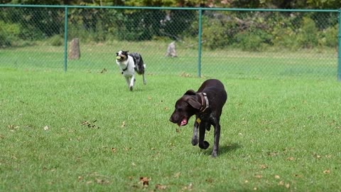 The pet i's playing foosball