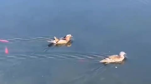 A few cute animals on the clear lake