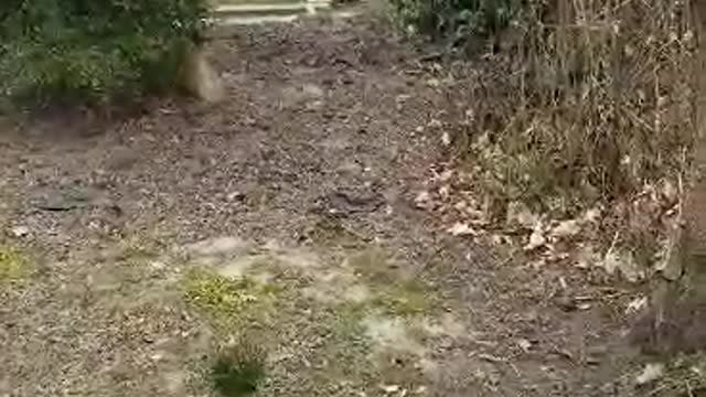 Feral Cats: The Return Part of TNR