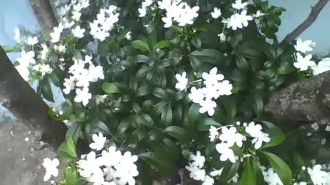 A beautiful garden of white flowers, this flower is a light for the eyes [Nature & Animals]