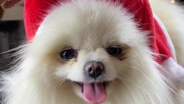 funny dog celebrate Marry Christmas ⛄