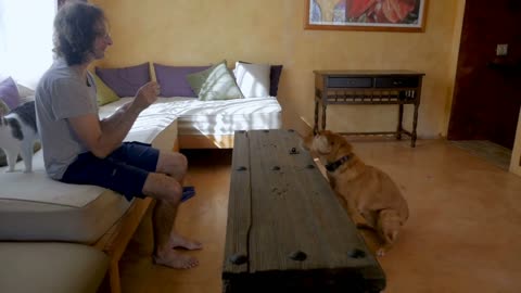 Man sitting on a sofa throwing treats to a dog sitting on the floor waiting and trying to catch them