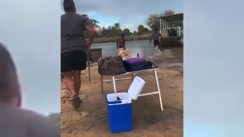 Animal heroes protecting their owners - part 02