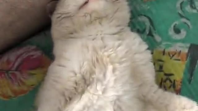 my cat tigr