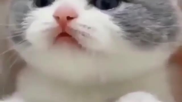 Cute Cat