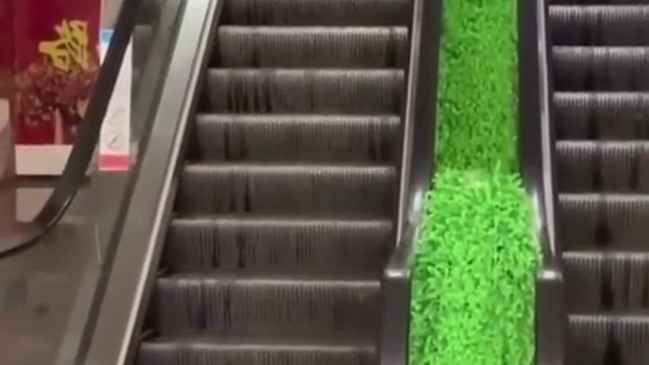 Funniest Cats and Dogs 🐶🐱 _ Funny Animal