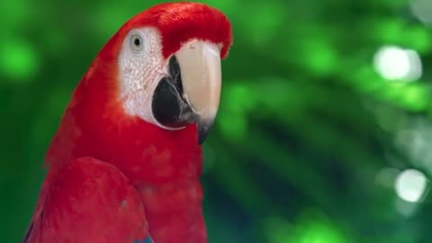 This parrot sings the best