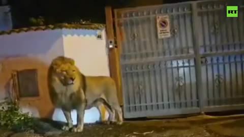 Lion goes for stroll in Italy's Ladispoli after escaping from circus