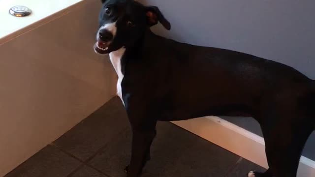 Black dog barks at owner because it cant get green frisbee toy out of bath tub