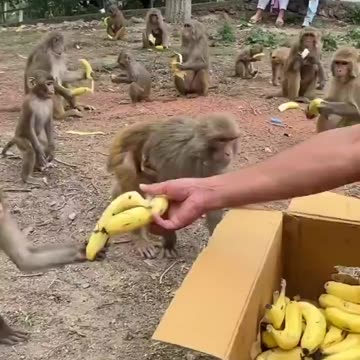 How they are taking the bananas one by one. 🙂
