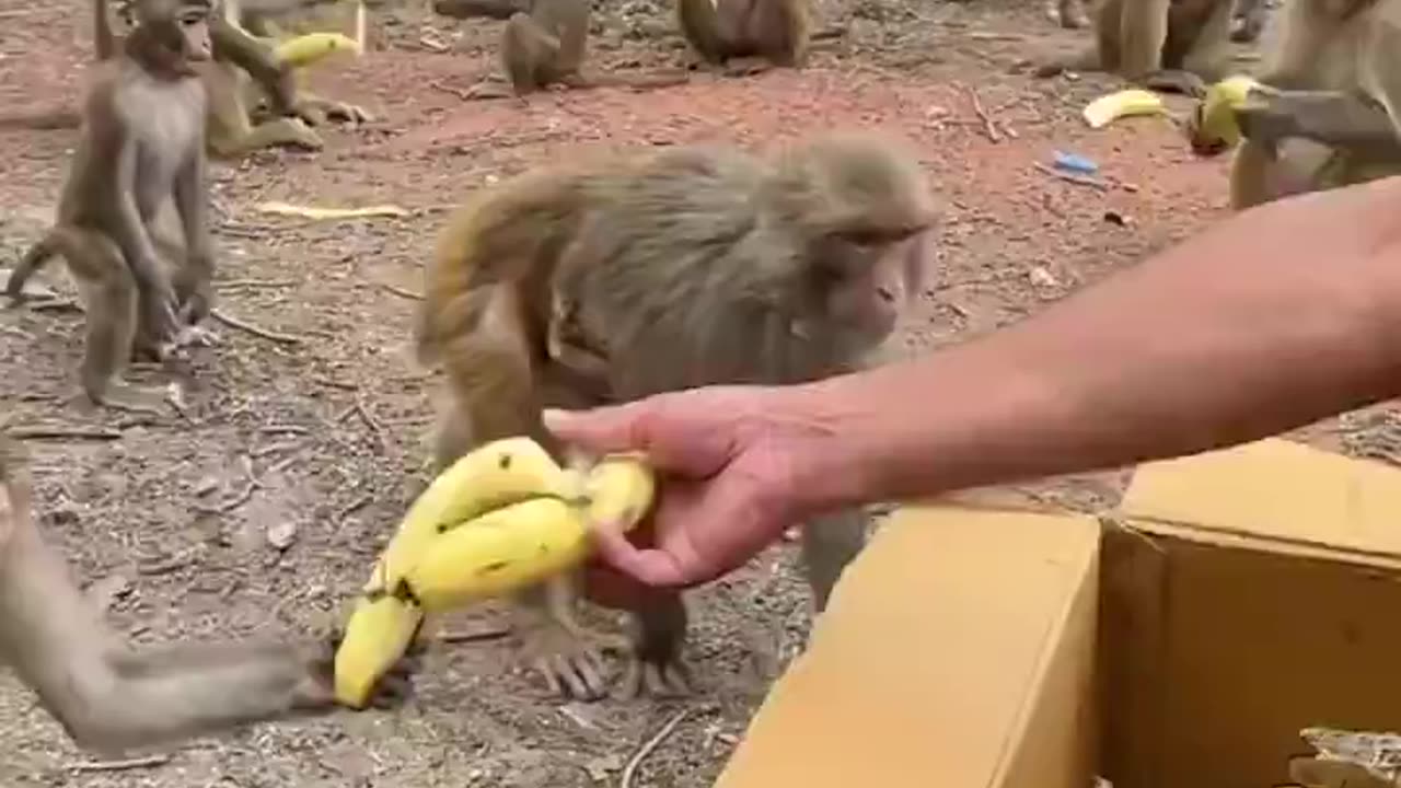 How they are taking the bananas one by one. 🙂