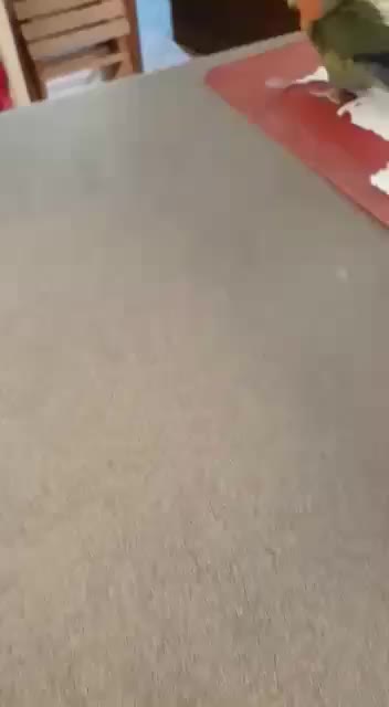 Day life #5 Longer wings