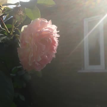 Rose, house and sun