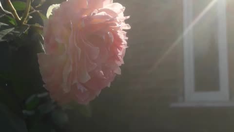 Rose, house and sun