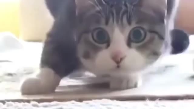 Drunk cat enjoy