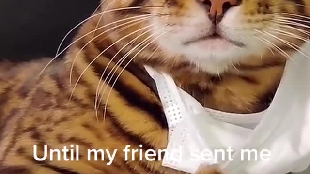 Corona penic cat