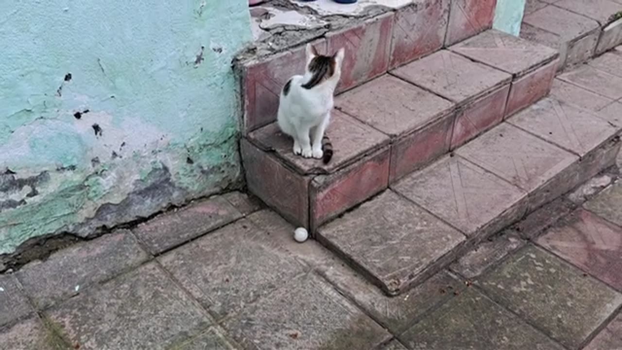 Cute playful cat playing with a balloon.