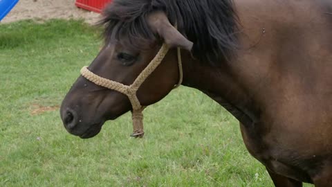 Footage of a horse on a meadow