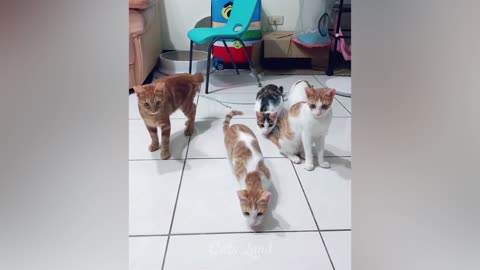 Funny videos with cats 🐱