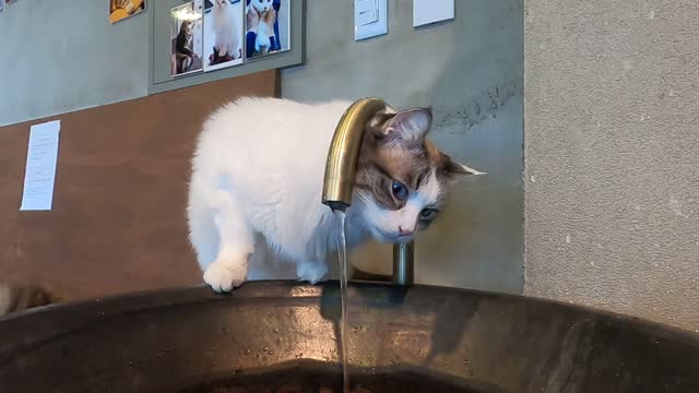 Cat Bandy. I like to dip my paw in water and taste it.