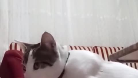 Meilleurs chats et chiens drôles