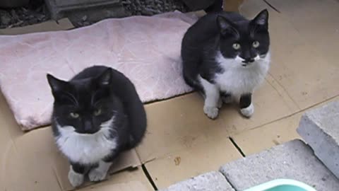 おなら 猫 Farting cat