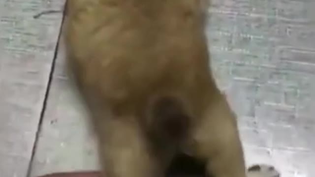 Top 10 Funny and Cute Dog and cat Videos#shorts#funnyvideo