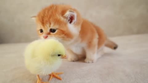 Cute cat walk with a tiny chicken☺☺