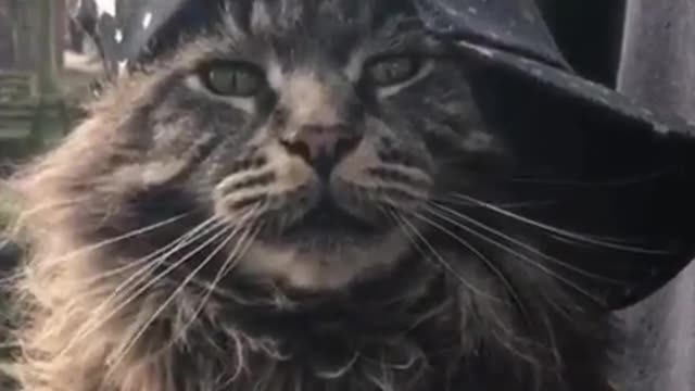 Cool Persian cat