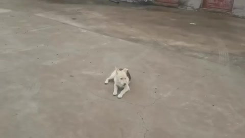 快乐的小狗