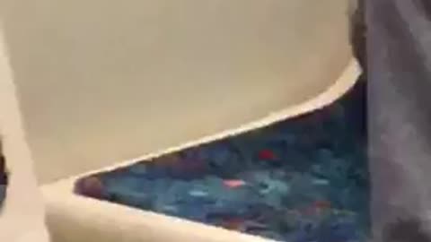 Guy has chinchilla in lap on subway