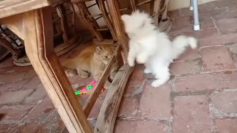 cat video-cute cat video #beautiful #animal #sweet