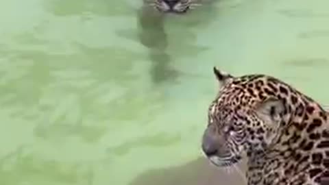 a magnificent video of a jaguar swimming