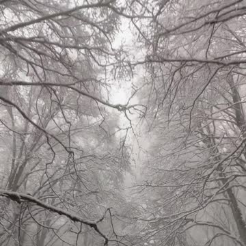 4K Winter Walk - Walking in a Snow Forest