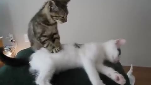 Professional Kitten Massage