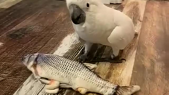 Funny Animal Videos that Make Me Burstnto Tears Laughing (CUTE) #shorts