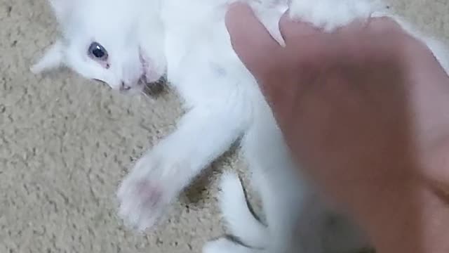 Playing with my new baby kitten