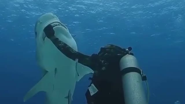 The man feeding shark without be hurt