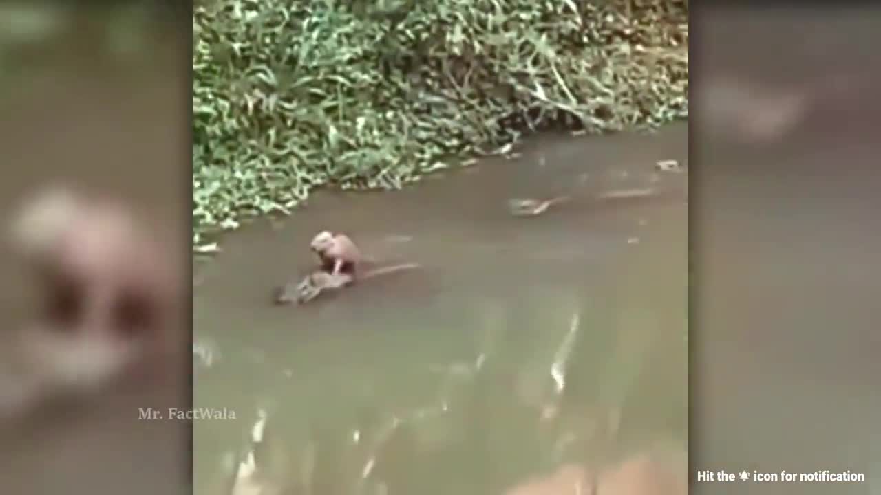Very funny moments animal
