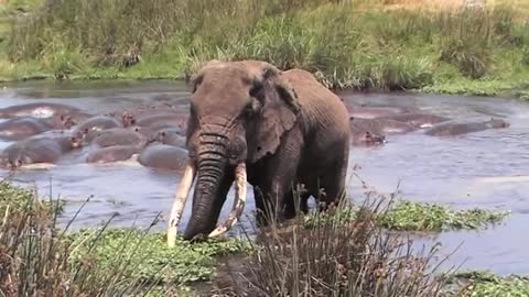 Wild elephant vs hippo's