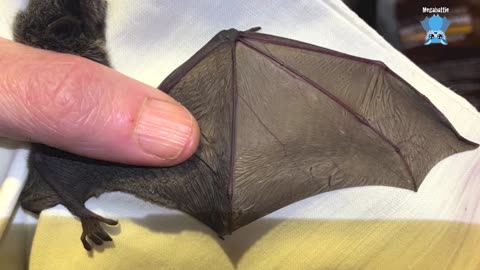 Rescuing a juvenile flying-fox in a courtyard this is Quai