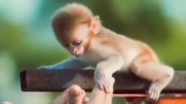 Cute monkey || animals love || 🥺🥺🥺🥺🥺